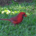 cardinal_res.jpg