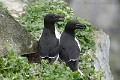 alca-torda-04-razorbill-pingouin-torda