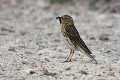 anthus-cervinus-02-red-throated-pipit-gorge-rousse