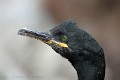phalacrocorax-aristotelis-08-european-shag-cormoran-huppe