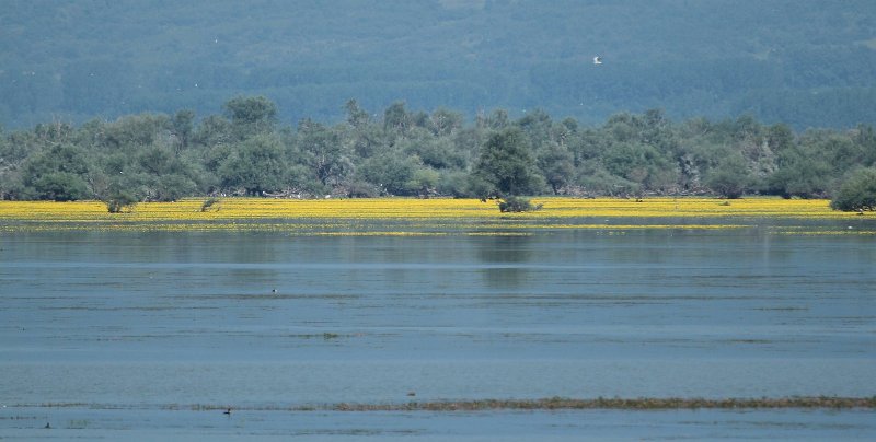 IMG_7571.JPG - IMG 7571 : lac de Kerkini avec  tapis d’Hydrocharis morsus-ranae