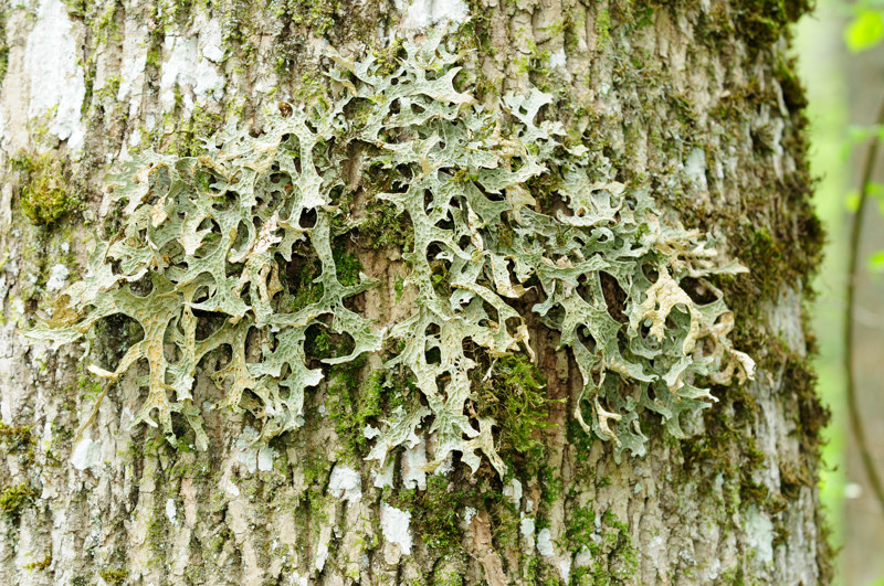 lichen rare de nos forêts